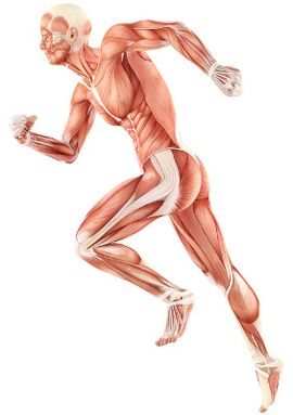 Violazione dell'ammortamento neuromuscolare